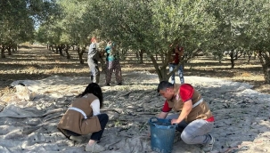 Manisa'da zeytin hasadının yüzde 35'i tamamlandı