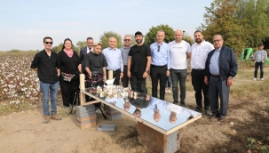Organik pamuk hasadı başladı
