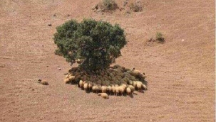 Son kalan ağaçın kıymetini bilmek için davar olmaya gerek yok