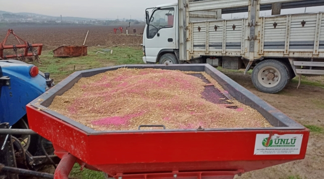 Akhisar belediyesi boş duran arazilerini ekiyor