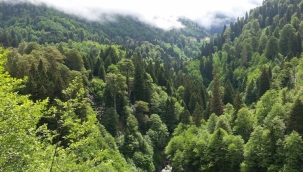 Aralarında Manisa'nında bulunduğu 11 ilde bazı alanlar orman dışına çıkarıldı