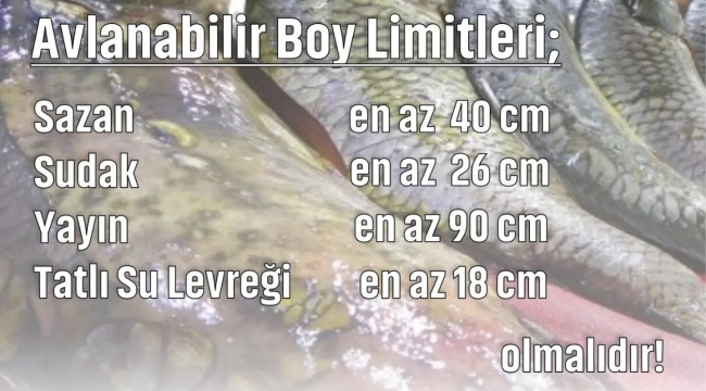 Avlanacak balık boy limitleri 