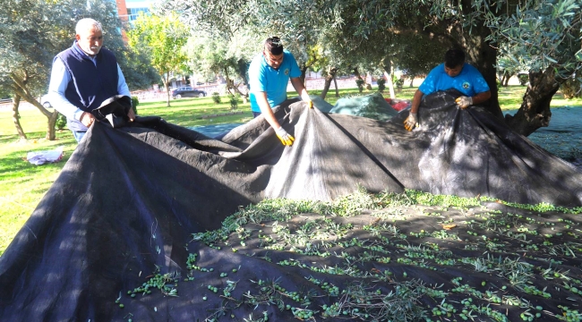 Turgutlu belediyesinden zeytin hasadı