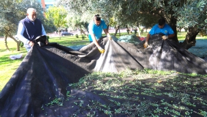 Turgutlu belediyesinden zeytin hasadı