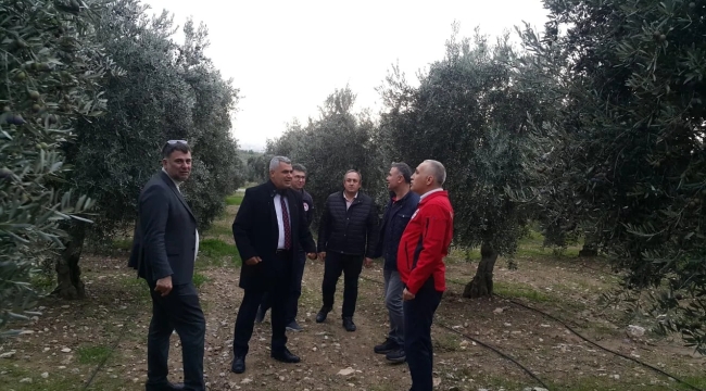 Zeytin hasadının büyük bölümü bitti