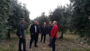 Zeytin hasadının büyük bölümü bitti