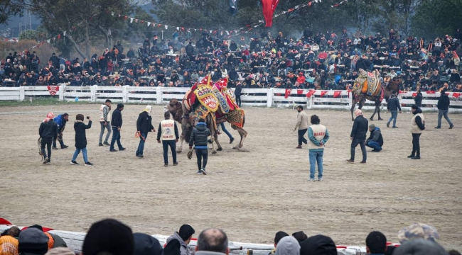 42.Efes Selçuk deve güreşleri festivali yapıldı