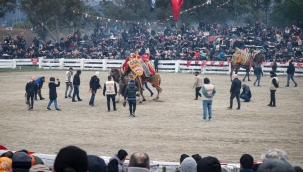 42.Efes Selçuk deve güreşleri festivali yapıldı