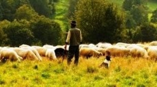 Anaç koyun keçi destekleme başvuru tarihi uzatıldı