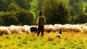 Anaç koyun keçi destekleme başvuru tarihi uzatıldı