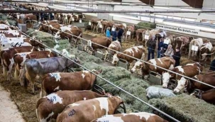 Bakan Yumaklı: Hayvan ithalatında özel sektör olmayacak