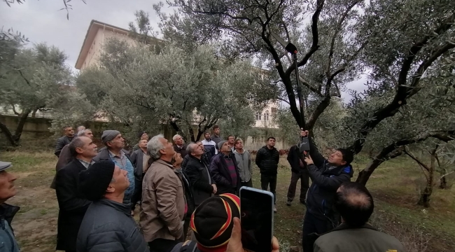 Demirci'de üreticilere uygulamalı zeytin eğitimi