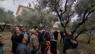 Demirci'de üreticilere uygulamalı zeytin eğitimi