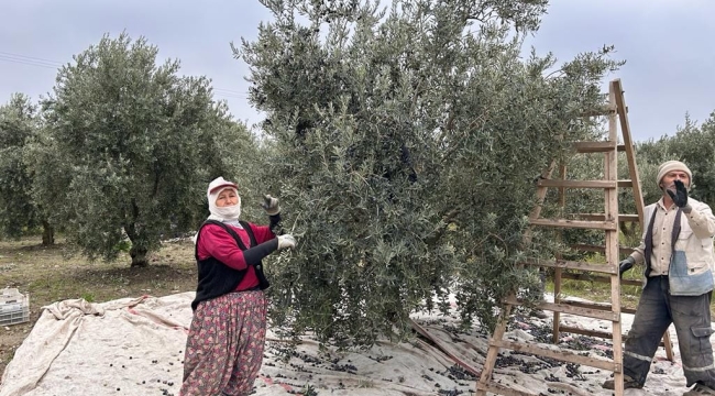 Manisa'da zeytin hasadı bitt:251.115 ton ürün toplandı