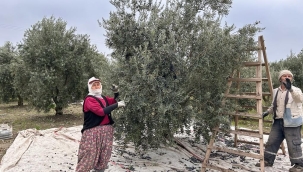 Manisa'da zeytin hasadı bitt:251.115 ton ürün toplandı