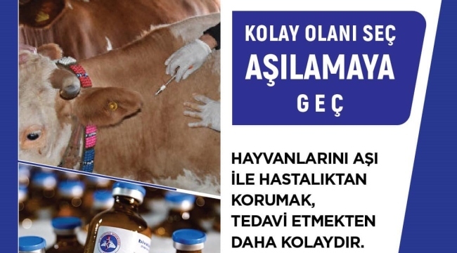 Şap aşılama kampanyası başladı