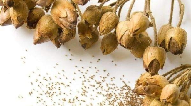 Şehzadeler ziraat odasından tütün tohumu ve zeytin fidanı satışı