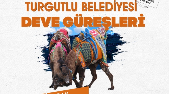 Turgutlu geleneksel deve güreşleri cumartesi