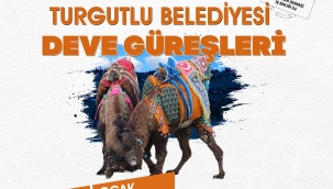 Turgutlu geleneksel deve güreşleri cumartesi