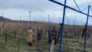  Üzüm yetiştiriciliğinin yaygınlaştırılması projesine inceleme