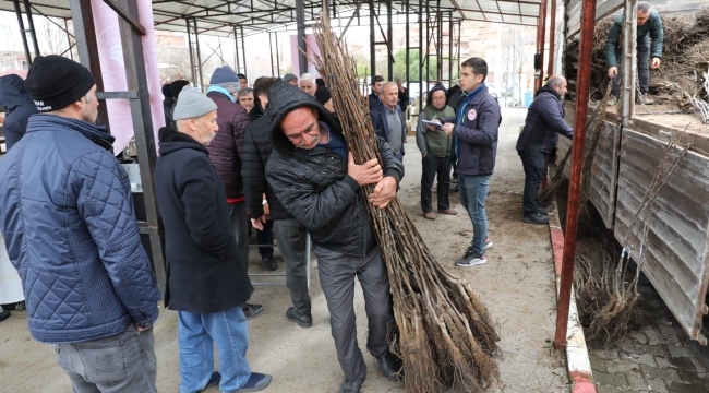 33 üreticiye 6 bine yakın ceviz fidanı dağıtıldı