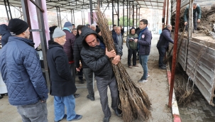 33 üreticiye 6 bine yakın ceviz fidanı dağıtıldı