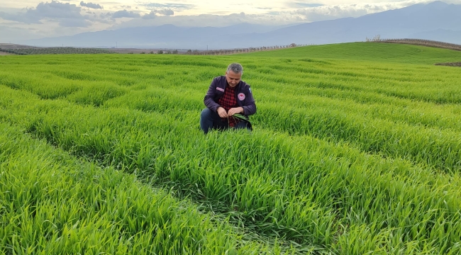 Hububatta ilaçlama dönemi