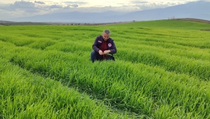 Hububatta ilaçlama dönemi