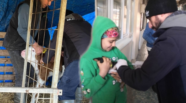 Kedi-köpeklere kuduz,hayvanlara şap aşısı