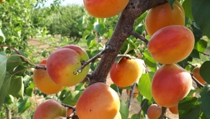 Meyva fidan satışları başladı