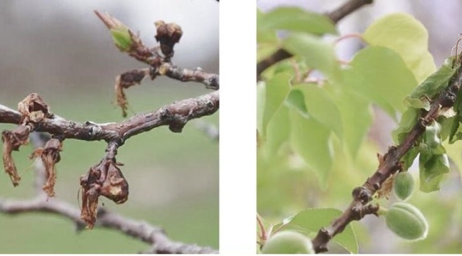 Meyve ağaçları çiçek monilyası hastalığına karşı aşılanıyor