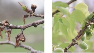 Meyve ağaçları çiçek monilyası hastalığına karşı aşılanıyor