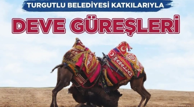 Sinirli mahallesi deve güreşleri yarın