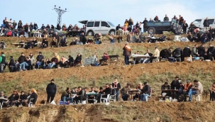 Turgutlu Sinirli köy deve güreşleri yapıldı