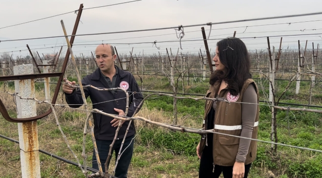 10 ilçede bağlarda tahmin ve erken uyarı çalışması