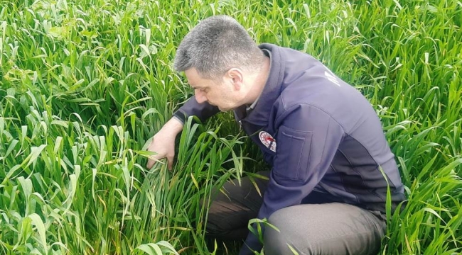 Akhisar'da 5 mahallede buğday tarlalarında hastalık denetimi
