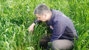 Akhisar'da 5 mahallede buğday tarlalarında hastalık denetimi
