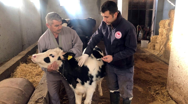 Akhisar'da bir ayda 18 hayvan aşılandı