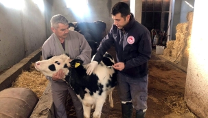 Akhisar'da bir ayda 18 hayvan aşılandı