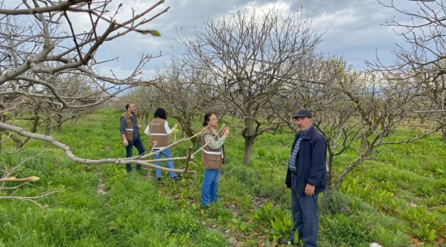 Alaşehir'de Trabzon hurma bahçelerinde denetim
