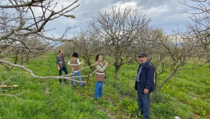 Alaşehir'de Trabzon hurma bahçelerinde denetim
