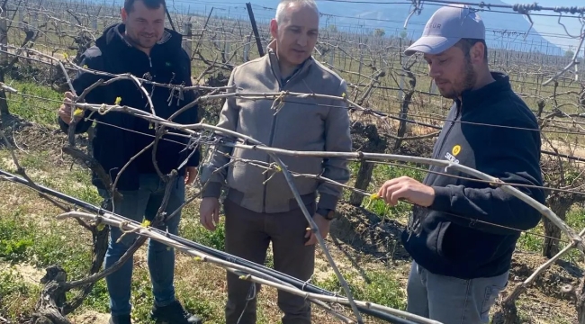 Bağlarda zirai don araştırması