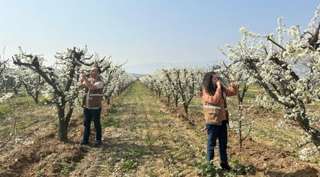 Bahçelerde meyve ağaçlarında hastalık kontrolü