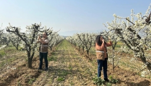 Bahçelerde meyve ağaçlarında hastalık kontrolü