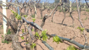 Çiftçiler bağlarda ölükol hastalığı konusunda uyarıldı