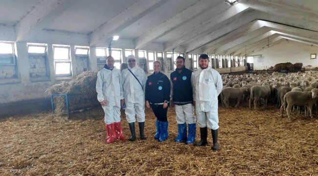 Dağıtılacak damızlık koçlar Karacabey TİGEM'den