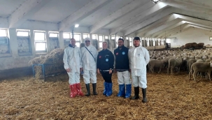 Dağıtılacak damızlık koçlar Karacabey TİGEM'den