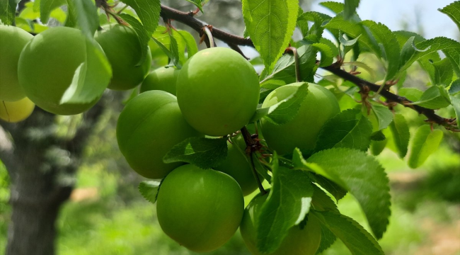 Erik ve şeftali üreticilerine ilaçlama uyarısı