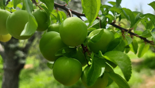 Erik ve şeftali üreticilerine ilaçlama uyarısı