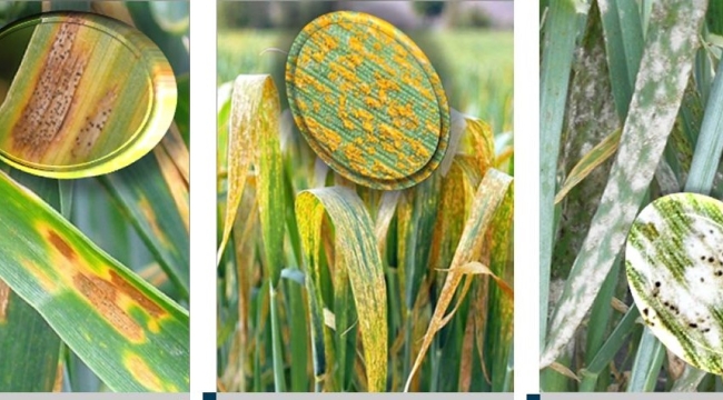 Hububat üreticilerinin dikkatine